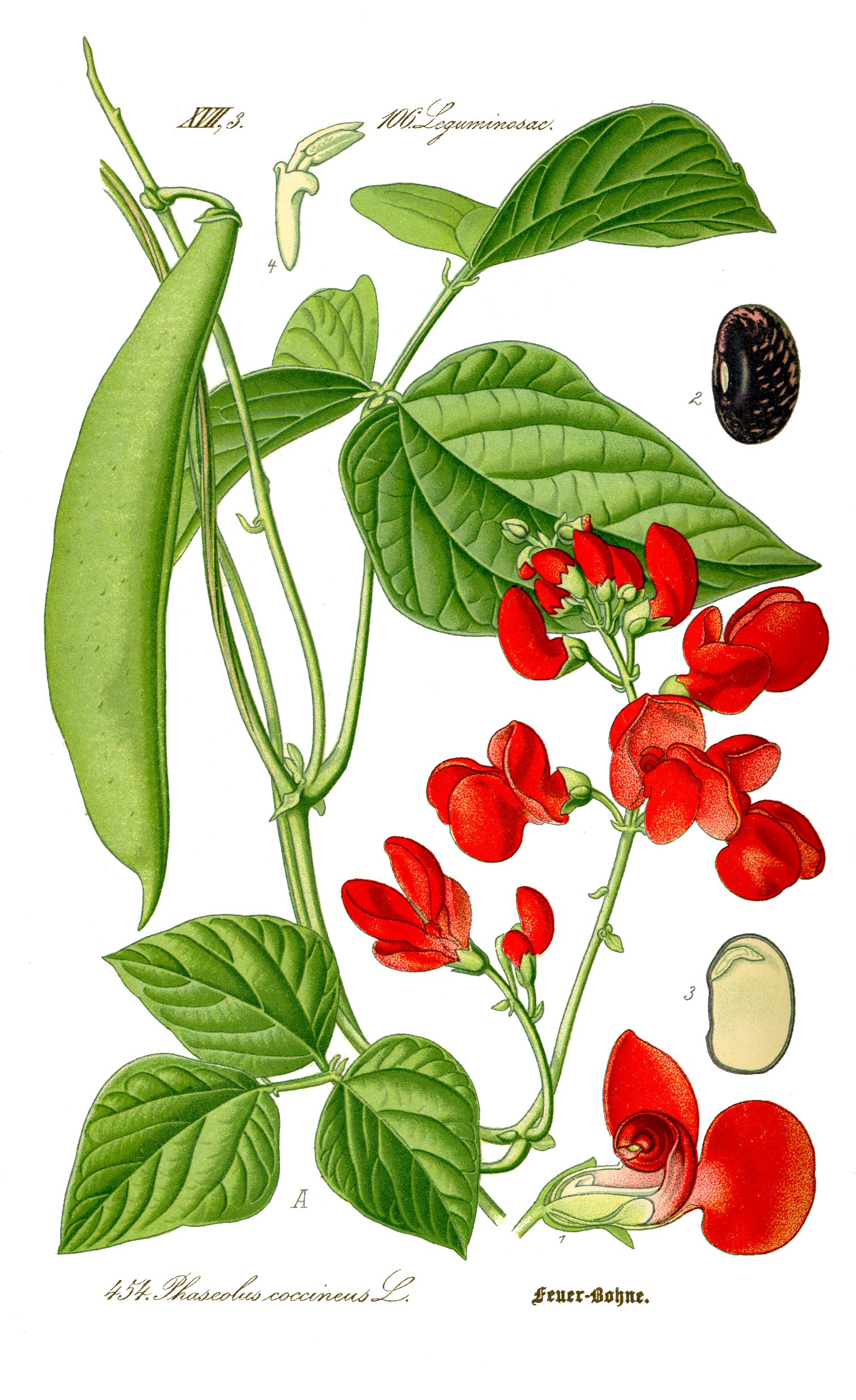 Illustration botanique de haricot